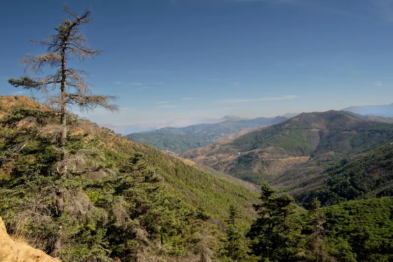 Pine-covered hills in the mountains above Estepona
